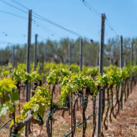 Willa Jelena - Five Bedroom With Swimming Pool Dračevica